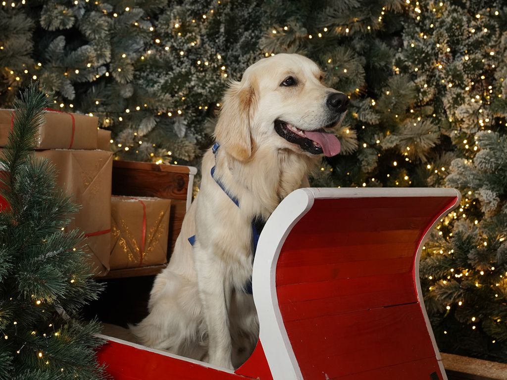 Bring your dog to Dobbies for a PAWsitively magical experience with Santa