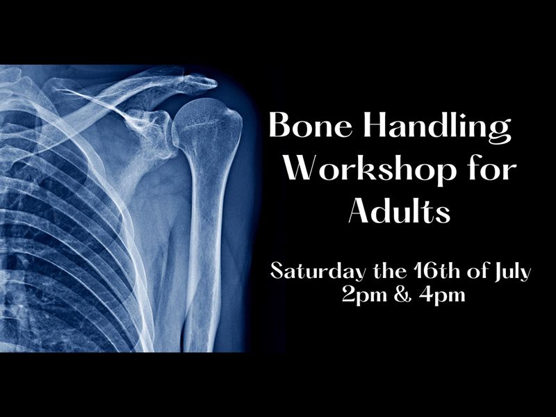Bone Handling Workshop for Adults