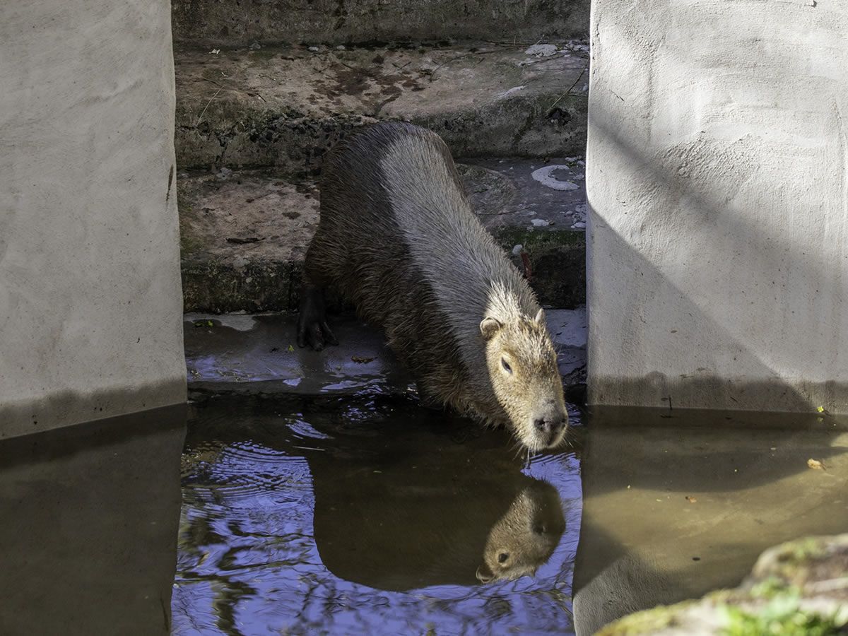 Edinburgh Zoo welcomes famous new arrival, Rodney the capybara