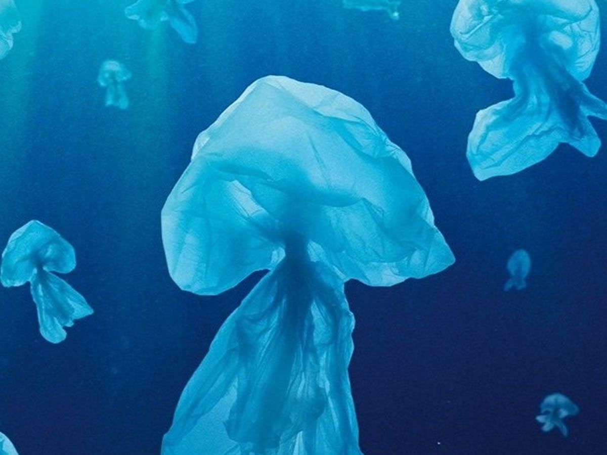 Family Workshop : Marine Life and Plastic Pollution