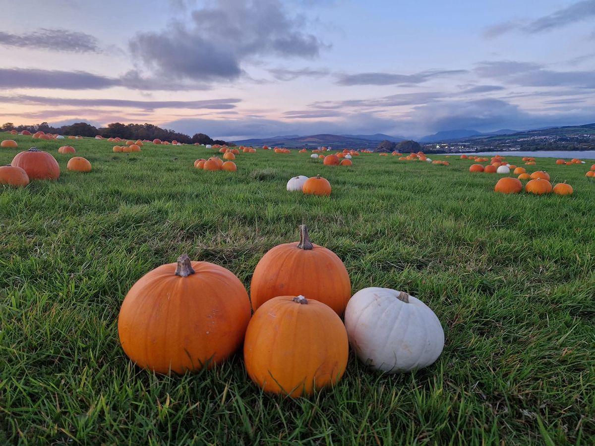 Farmer Fletcher’s Pumpkin Patch