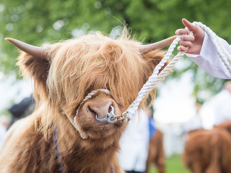 The Royal Highland Show