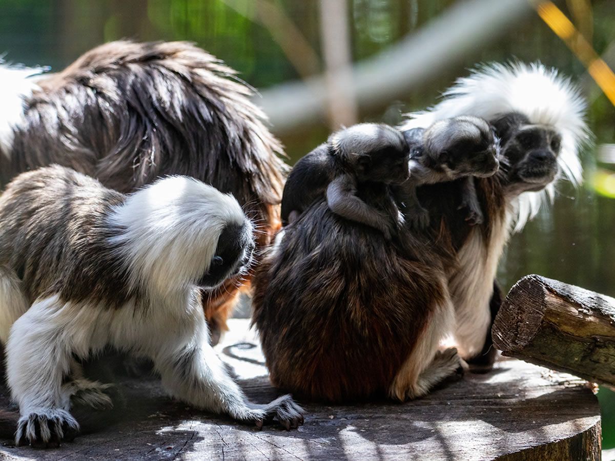 Critically endangered cotton top tamarins born at Edinburgh Zoo