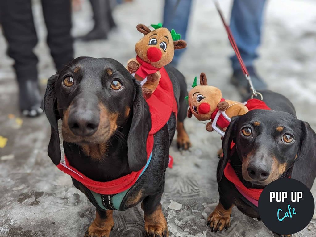 Dashing Dachshund Christmas Tour - Edinburgh