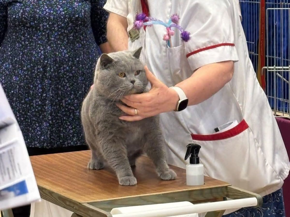 Shorthair & All Breed Championship Cat Show
