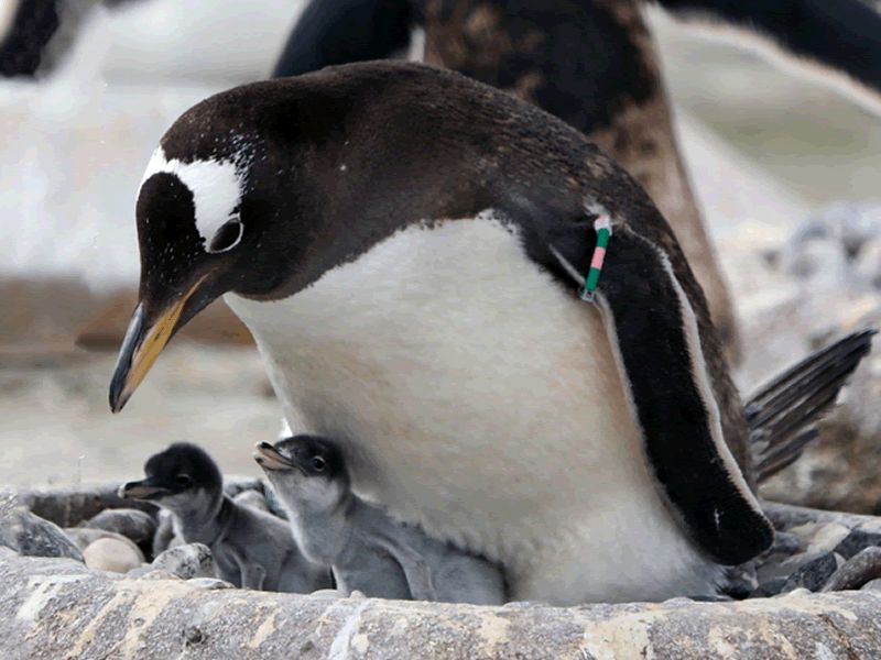 Gentoo penguin chicks hatch at RZSS Edinburgh Zoo