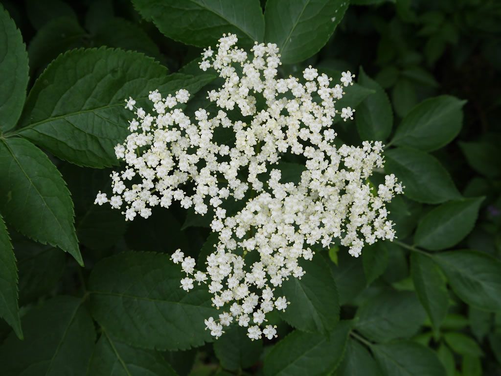 Dark Moon Herb Walk & Tea Tasting