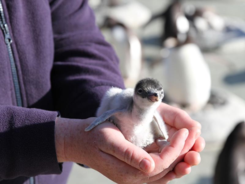 Gentoo penguin chicks hatch at Edinburgh Zoo