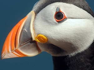 Scottish Seabird Centre