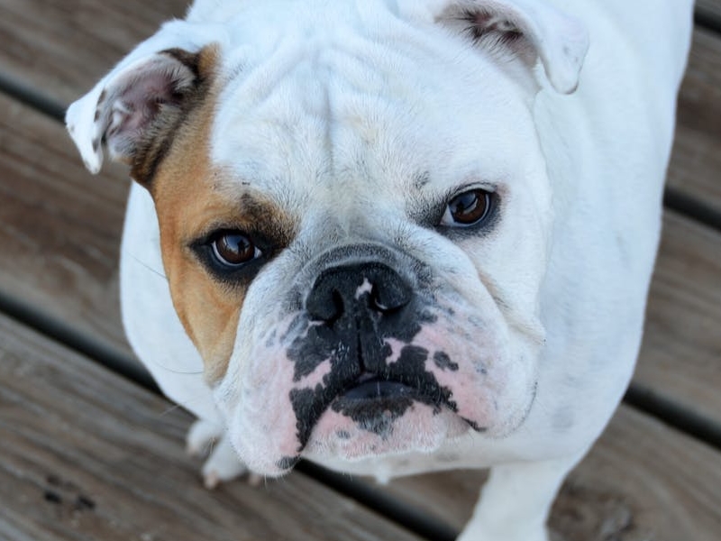 OMG! Dog auditions for Legally Blonde The Musical in Glasgow