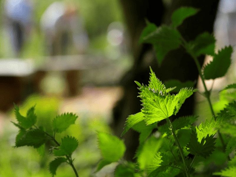 Wild Food Foraging (Summer) at RSPB Scotland Loch Lomond