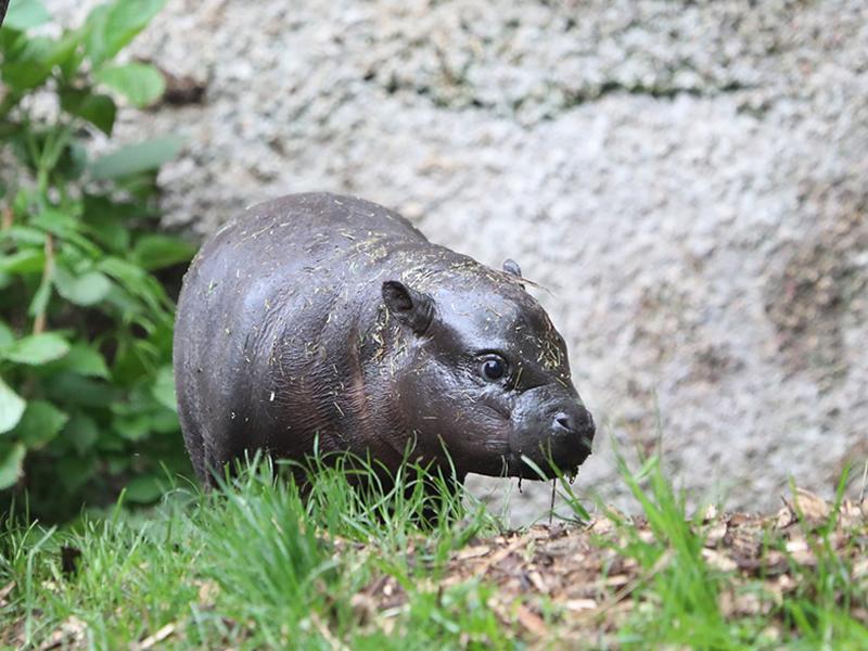 Endangered pygmy hippo calf named in tribute to native home