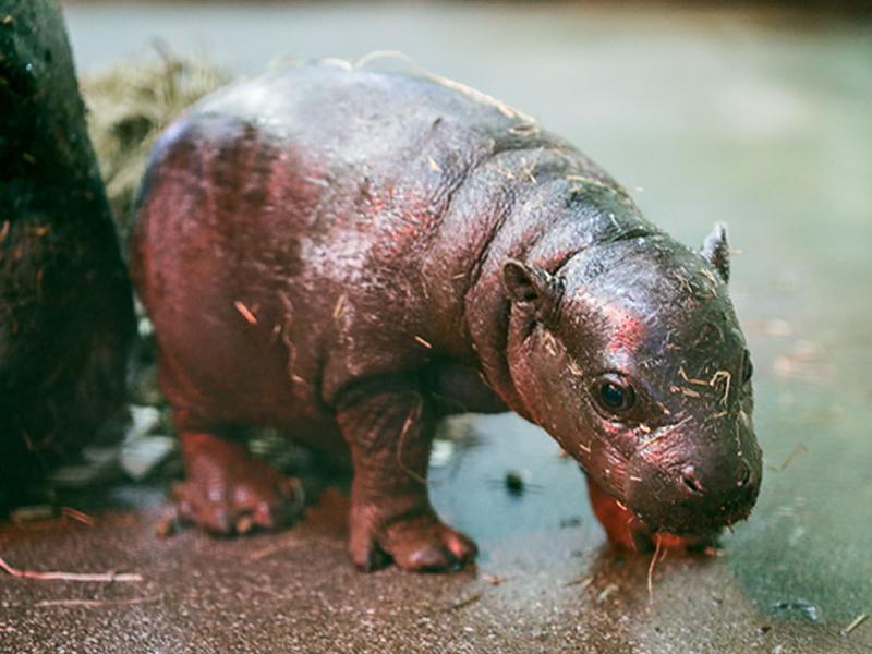  Edinburgh Zoo welcomes tiny Endangered Pygmy hippo calf