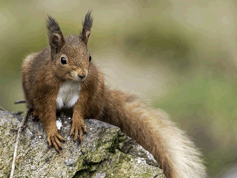 Wildlife Photography Masterclass