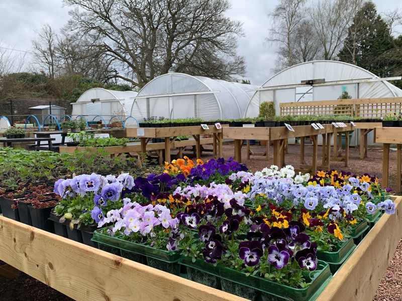 Castlebank Plant Sale