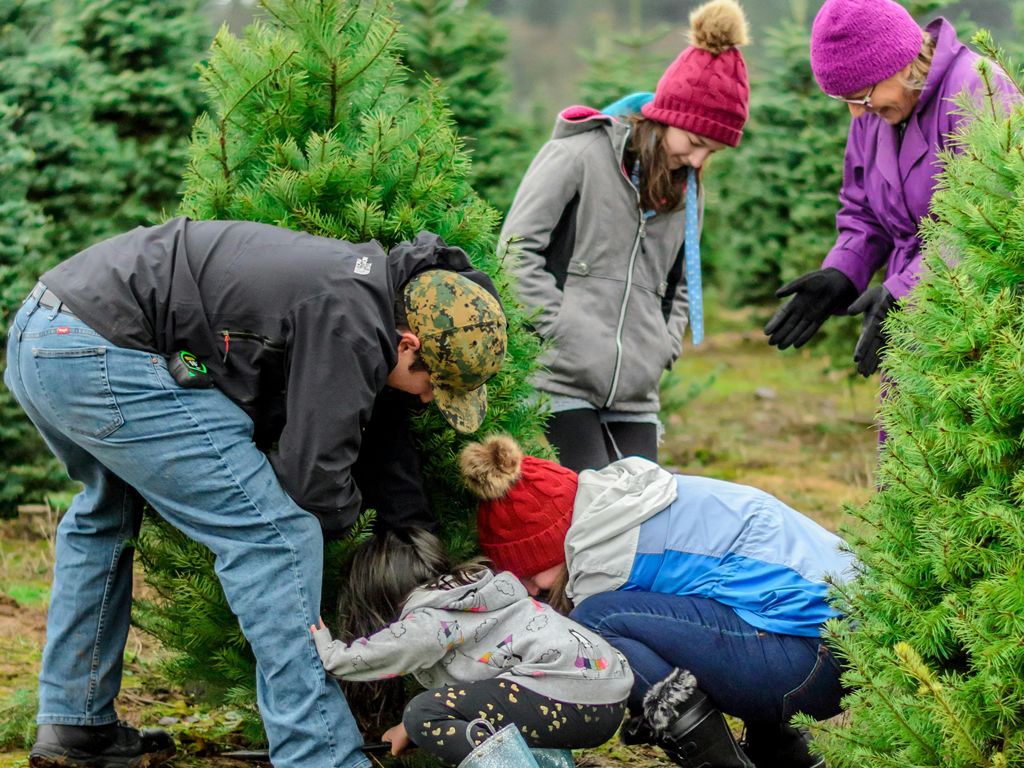 Aldi to sell freshly cut Scottish grown Nordmann Fir Christmas trees for under twenty pounds
