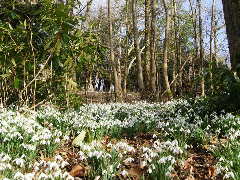 Scotland’s Gardens Scheme Open Garden: Cleghorn