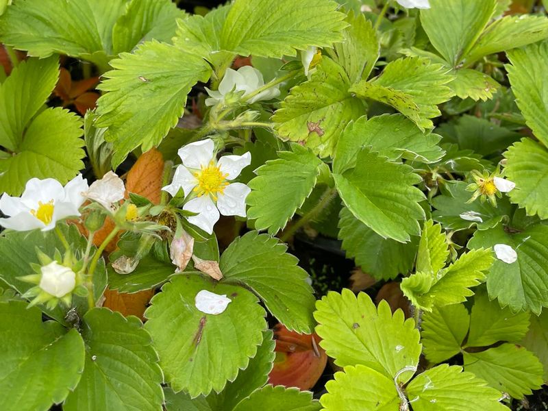 Summer Plant Sale