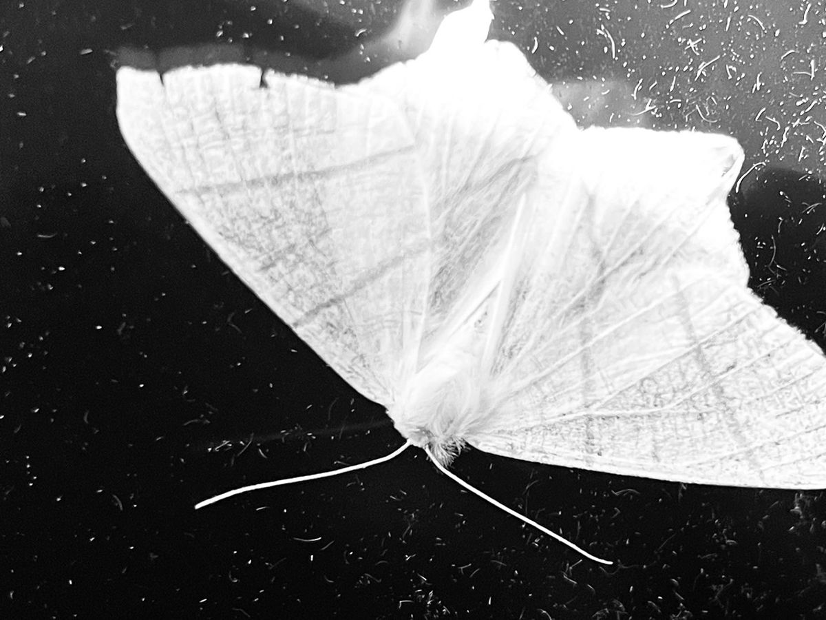 Sarah Rose - Torpor