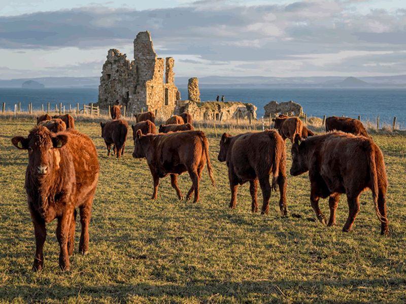 Bowhouse Market Weekends at Bowhouse, St Monans What's On Fife