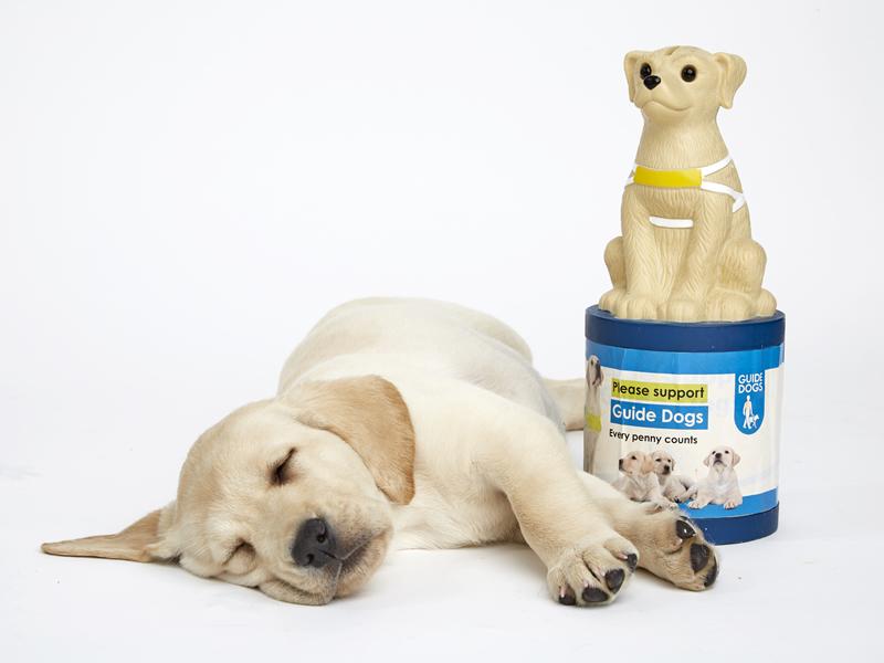 Guide Dogs Appeal 2019