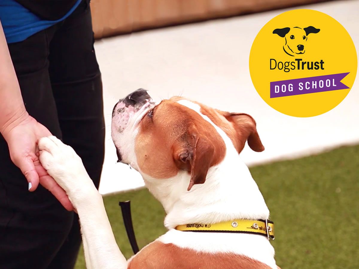 Dog Training in Edinburgh