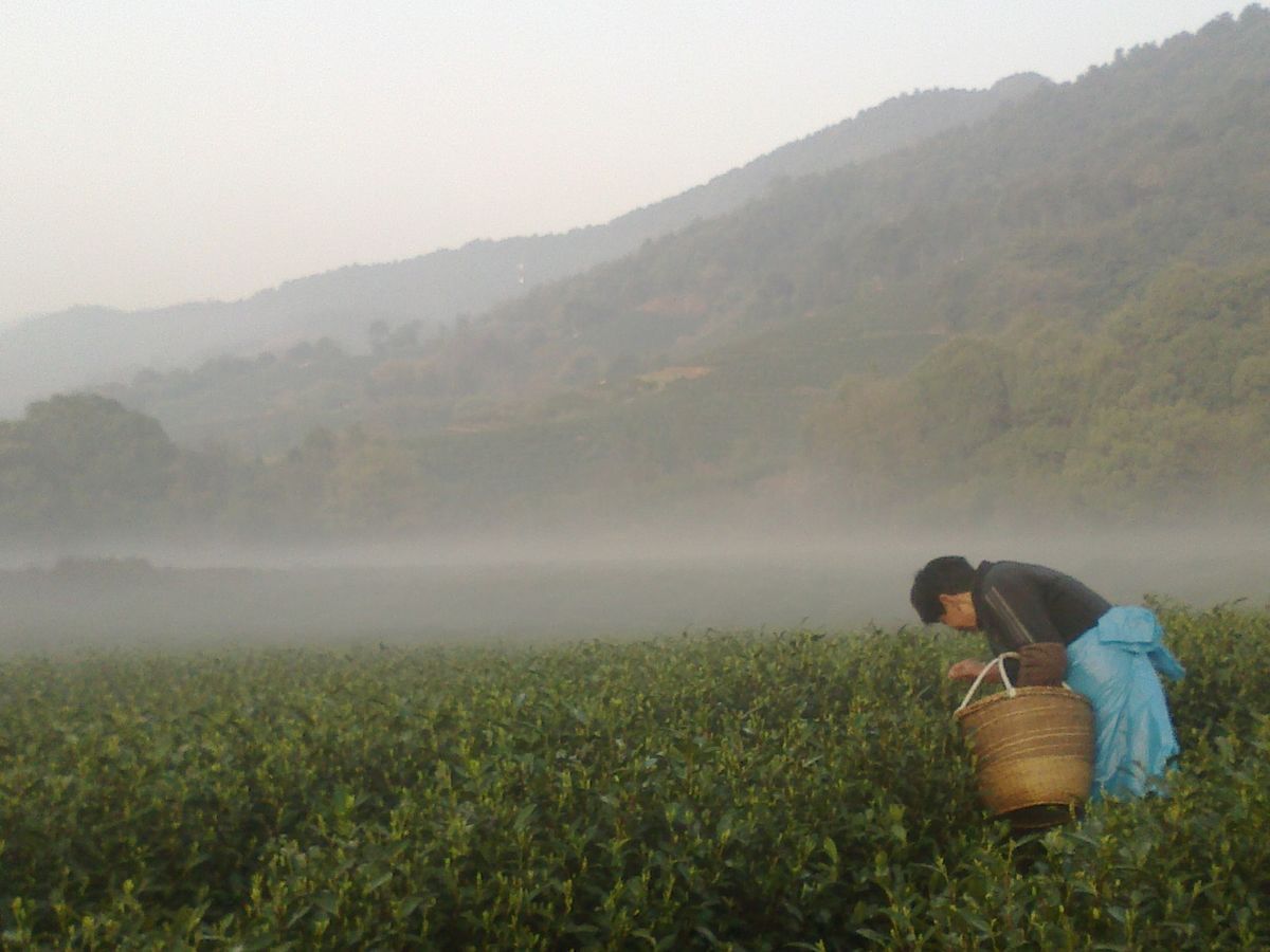 Afternoon Tea Tasting: Spring Tea Under A Willow Tree with Dr Yupin Chung