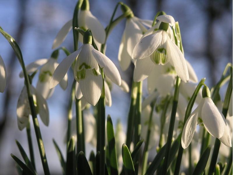 Boost for national garden tourism group Discover Scottish Gardens