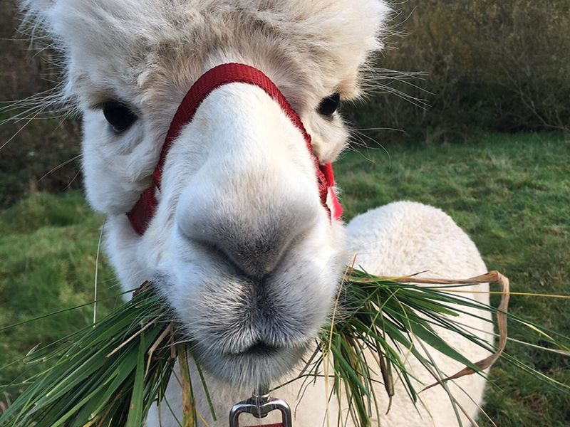 Alpaca Gala Day