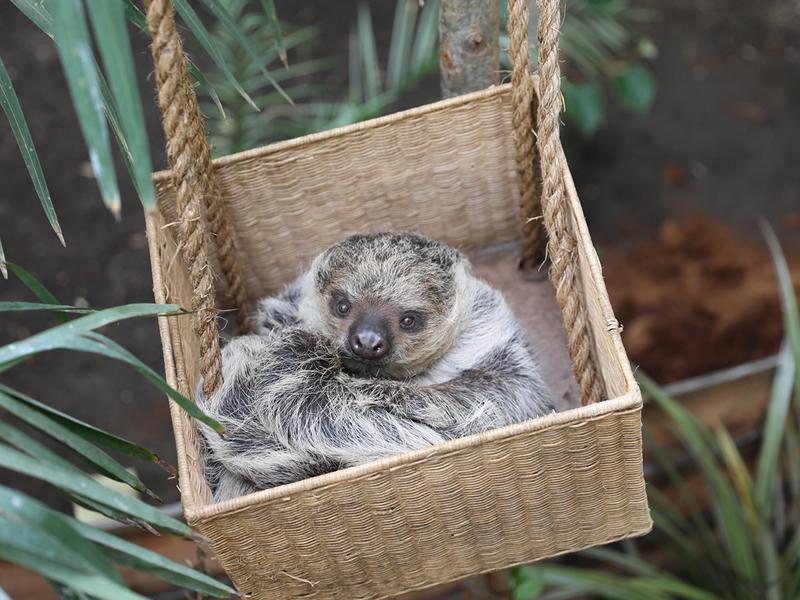 Edinburgh Zoo welcomes the only sloths in Scotland