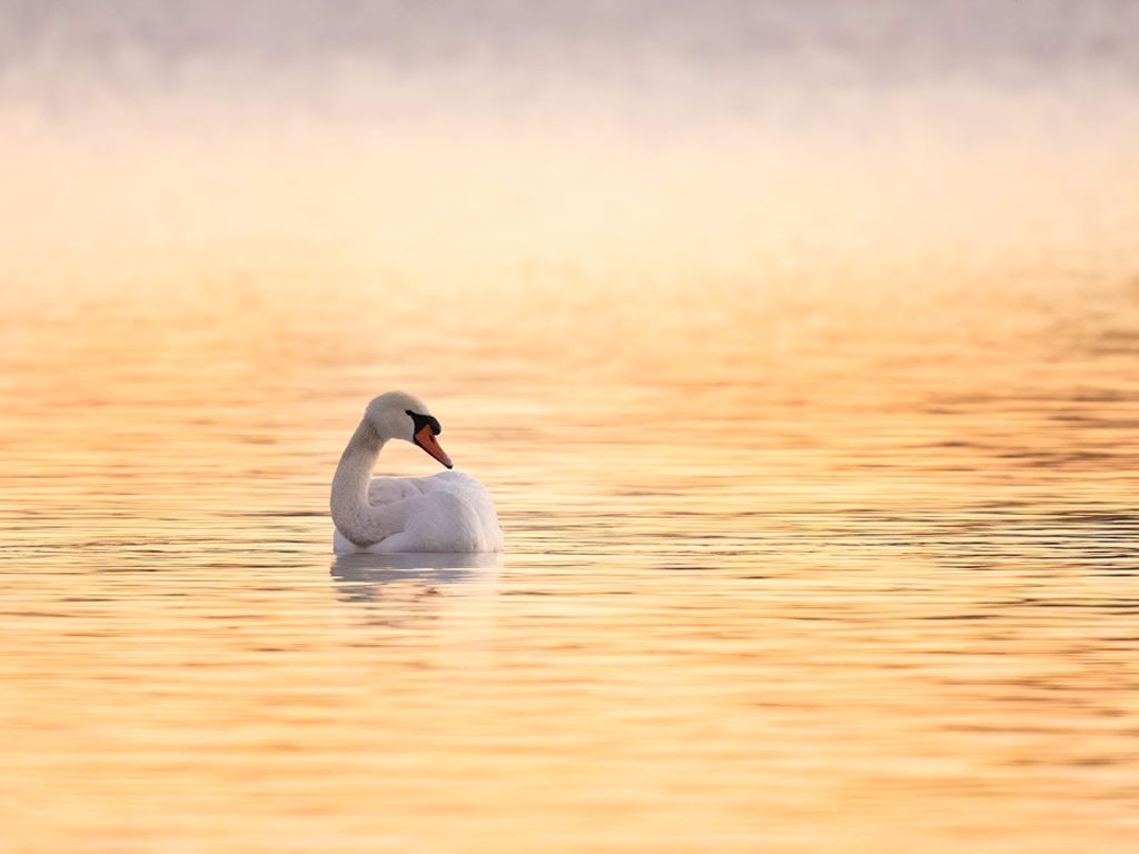 Improving your Wildlife Photography Workshop