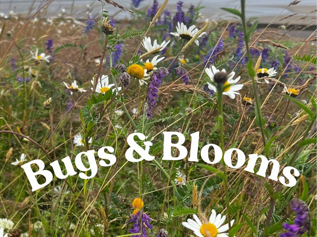Bugs & Blooms Bioblitz