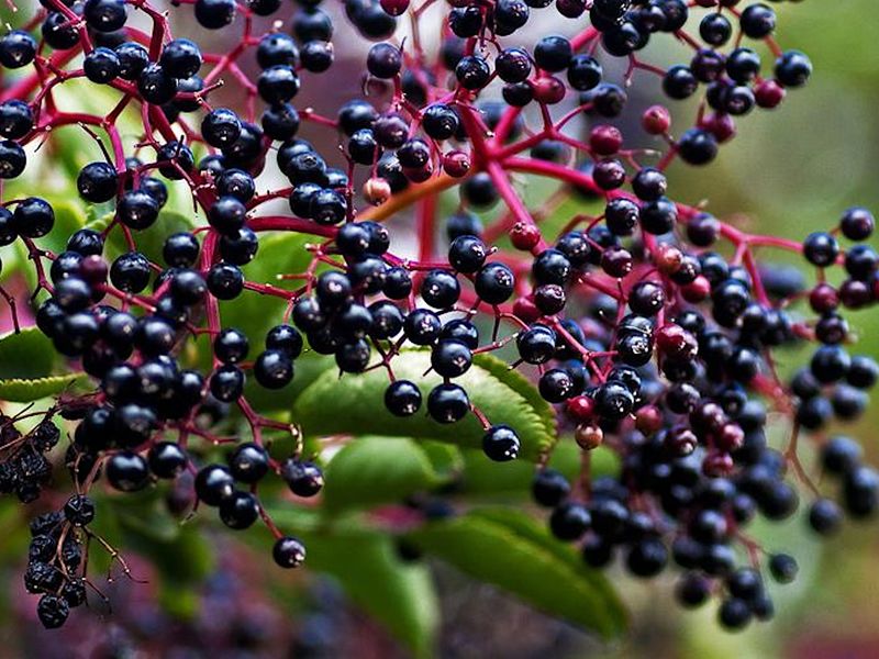 Autumn Herbal Remedies