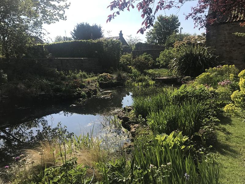 Scotland’s Gardens Scheme Open Garden: 89 Ravenscroft Street