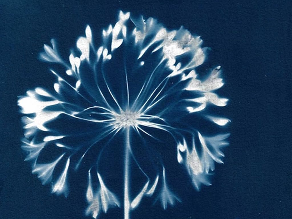 Cyanotype Printmaking on Paper & Textiles