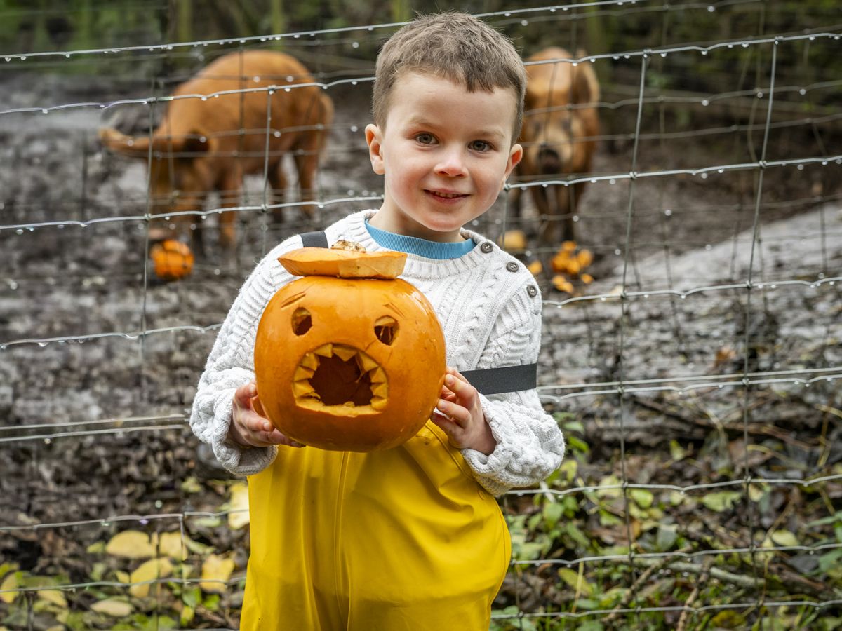 Pumpkin drive for pigs at the National Museum of Rural Life to reduce waste this Halloween