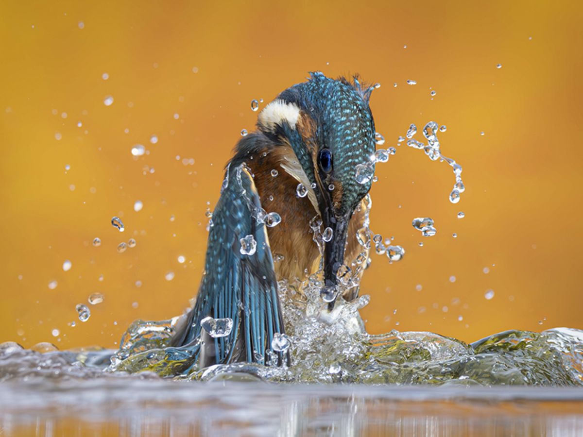 Nature: International Photography Exhibition