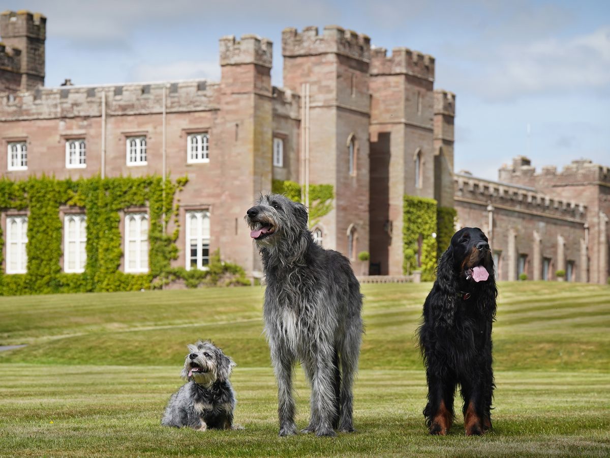 Paws, play and heritage on parade