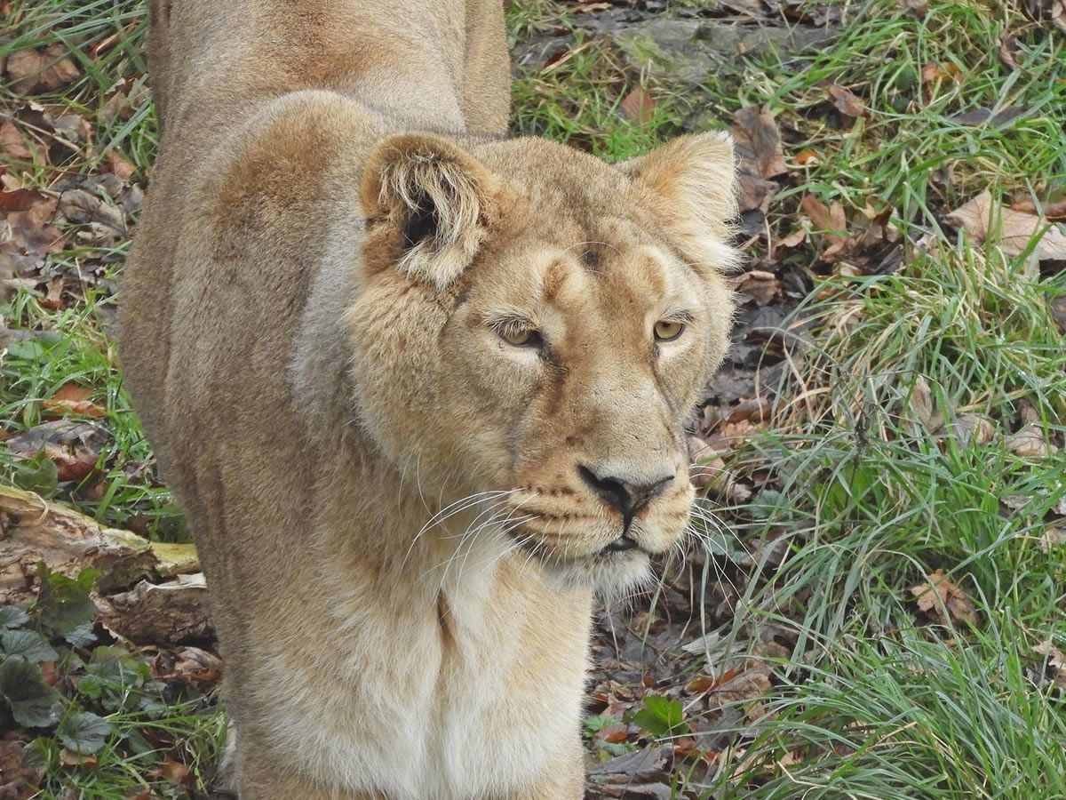 Edinburgh Zoo welcomes endangered Asiatic lioness