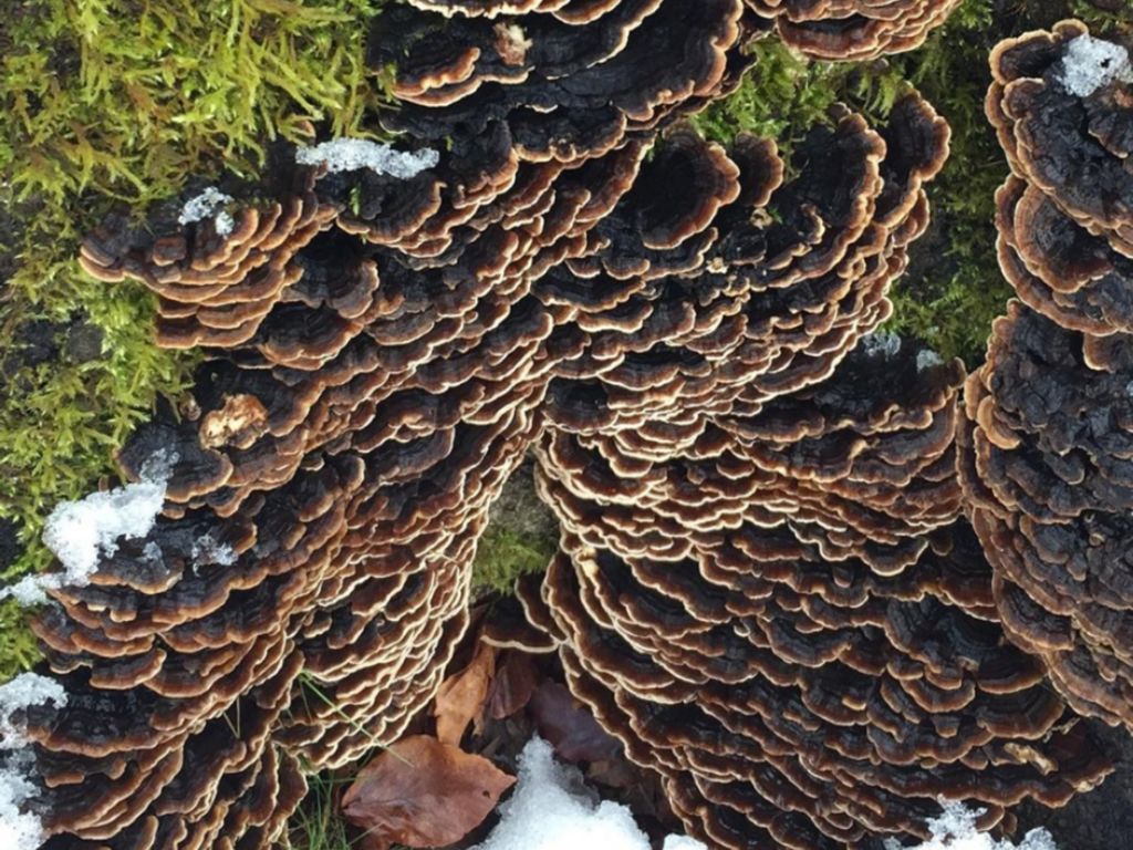 Winter Wild Foods: Beginners