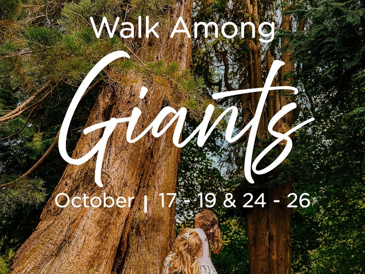 Walk Among Giants - Biggar Little Festival