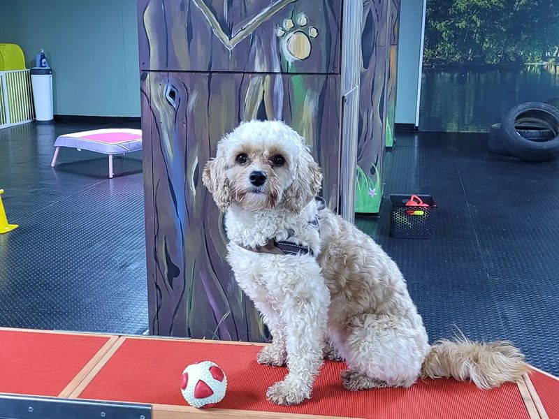 The Dug And Bone: Indoor Soft Play For Dogs