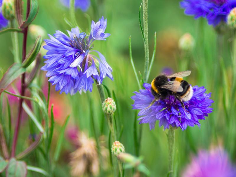 Dobbies celebrates World Bee Day this May with expert advice to make your garden a bee friendly haven