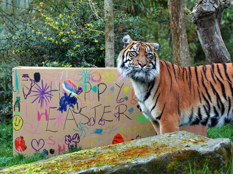 Tiger at Edinburgh Zoo enjoys Easter treat box made by children at the Royal Hospital for Children & Young People
