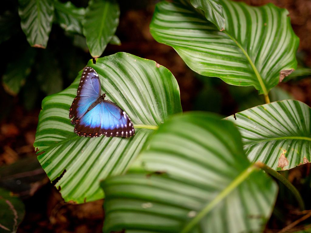 Spread your wings with new butterfly experience at Amazonia