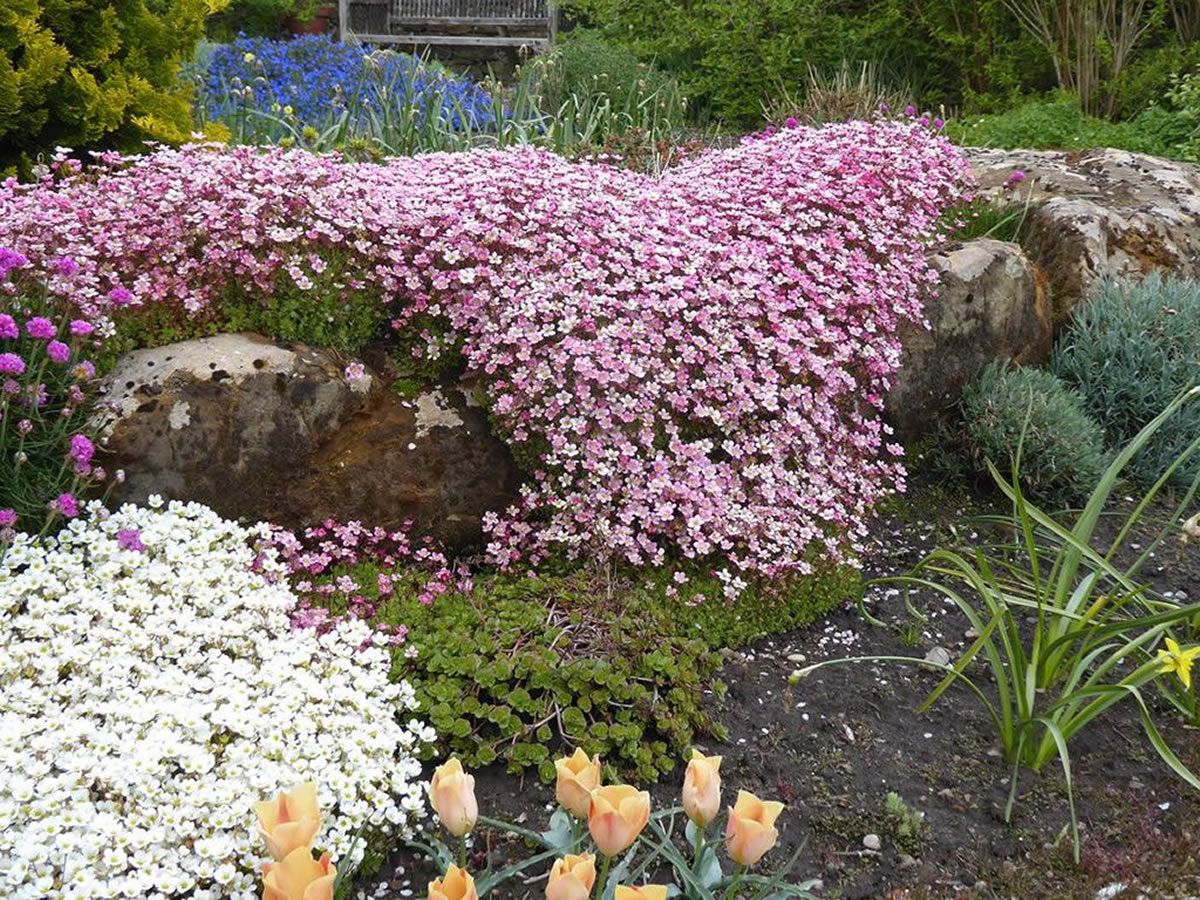 Scotland’s Gardens Scheme Open Garden: South Flisk and Craig Cottage