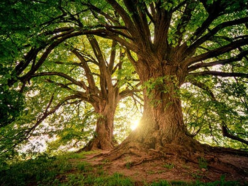 Meditation and Service in the New Age with Transmission
