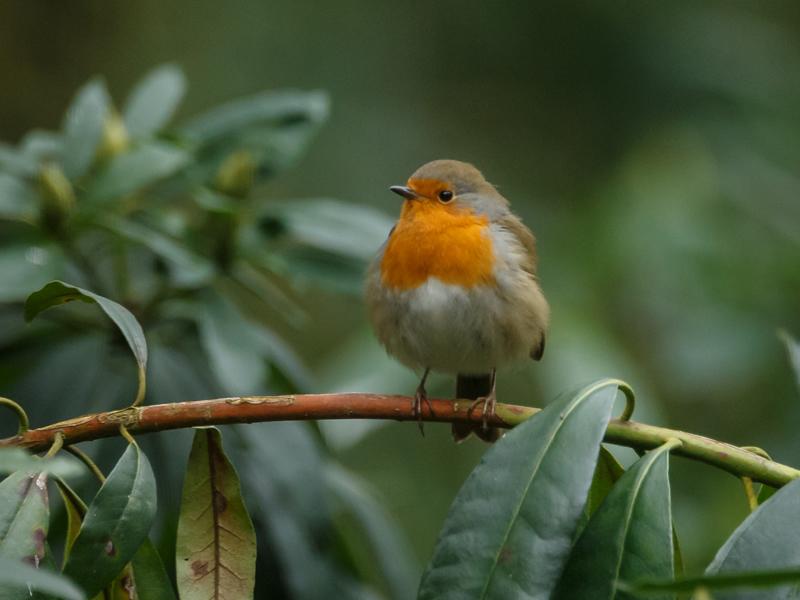 Big Garden Birdwatch