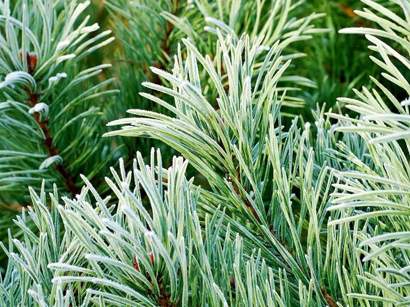Tree Medicine Across the Seasons - Winter with Scot’s Pine