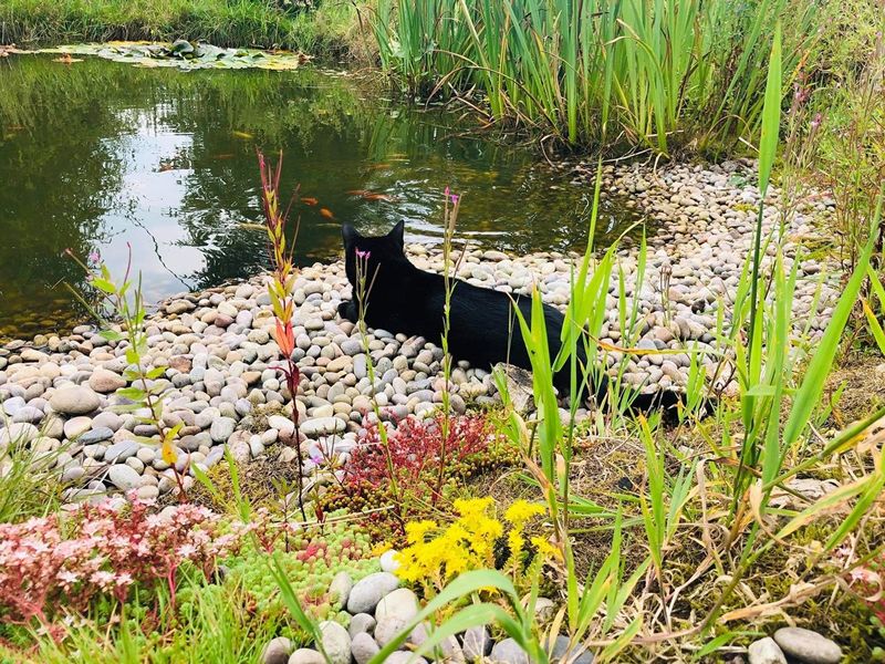 Scotland’s Gardens Scheme Open Garden: Old Manse Wild Garden